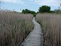 May 24, 2009 - Parker River National Wildlife Refuge, Plum Island, Massachusetts.<br />Marsh loop boardwalk at Hellcat Swamp.