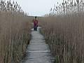 May 24, 2009 - Parker River National Wildlife Refuge, Plum Island, Massachusetts.<br />Marsh loop boardwalk at Hellcat Swamp.<br />Joyce and Sati (Melody is behind Sati).