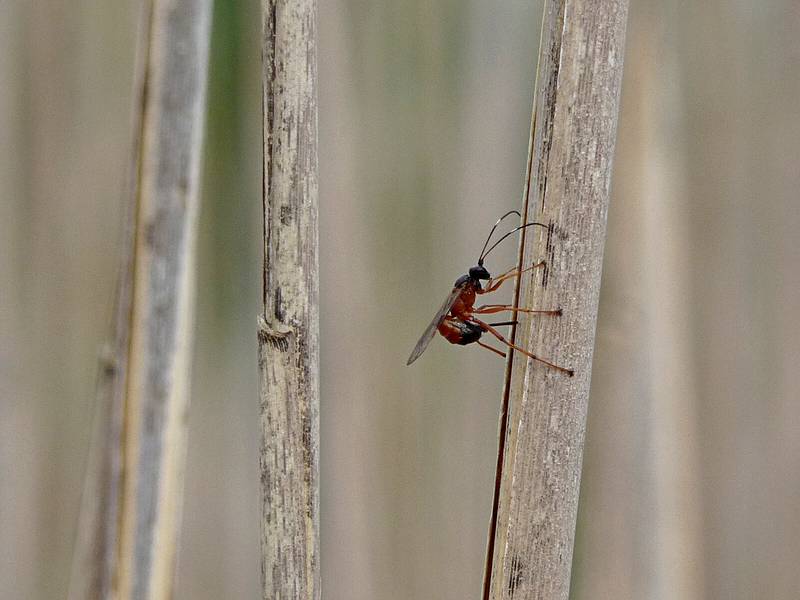May 24, 2009 - Parker River National Wildlife Refuge, Plum Island, Massachusetts.<br />Marsh loop boardwalk at Hellcat Swamp.<br />Some kind of wasp laying eggs on a phragmites reed.