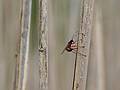 May 24, 2009 - Parker River National Wildlife Refuge, Plum Island, Massachusetts.<br />Marsh loop boardwalk at Hellcat Swamp.<br />Some kind of wasp laying eggs on a phragmites reed.