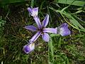 June 1, 2009 - Sandy Point State Reservation, Plum Island, Massachusetts.