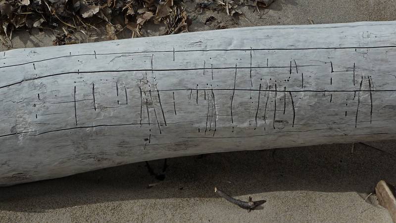 June 1, 2009 - Sandy Point State Reservation, Plum Island, Massachusetts.