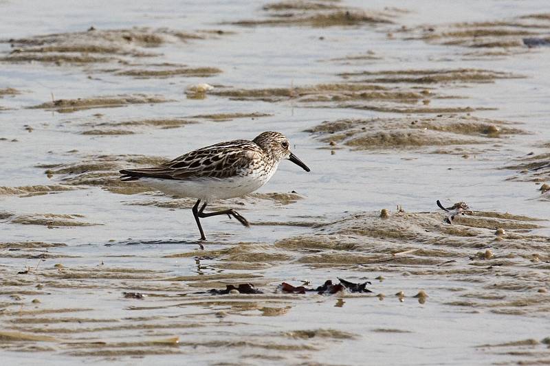June 1, 2009 - Sandy Point State Reservation, Plum Island, Massachusetts.<br />Sanderling.