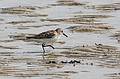June 1, 2009 - Sandy Point State Reservation, Plum Island, Massachusetts.<br />Sanderling.