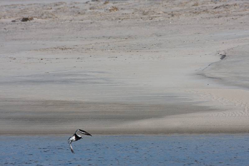 June 1, 2009 - Sandy Point State Reservation, Plum Island, Massachusetts.