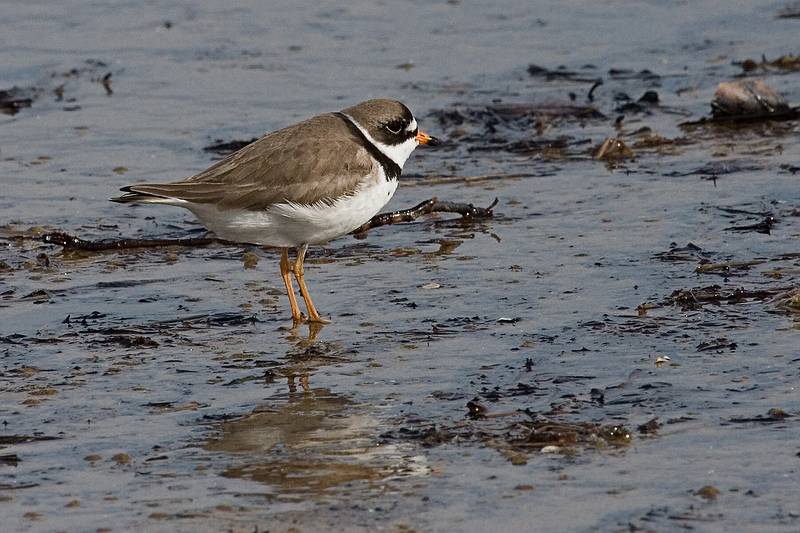 June 1, 2009 - Sandy Point State Reservation, Plum Island, Massachusetts.<br />Piping Plover.