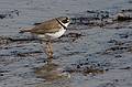 June 1, 2009 - Sandy Point State Reservation, Plum Island, Massachusetts.<br />Piping Plover.