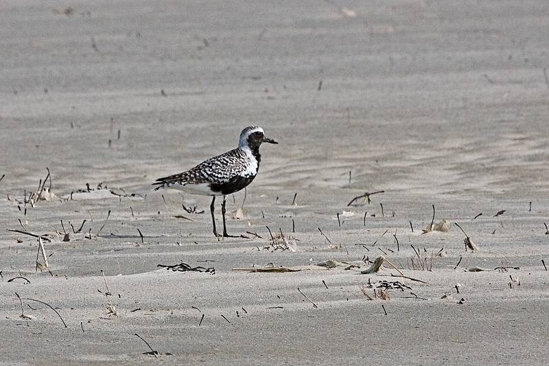 June 1, 2009 - Sandy Point State Reservation, Plum Island, Massachusetts.<br />Black bellied Plover.