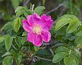June 1, 2009 - Sandy Point State Reservation, Plum Island, Massachusetts.<br />Beach rose.