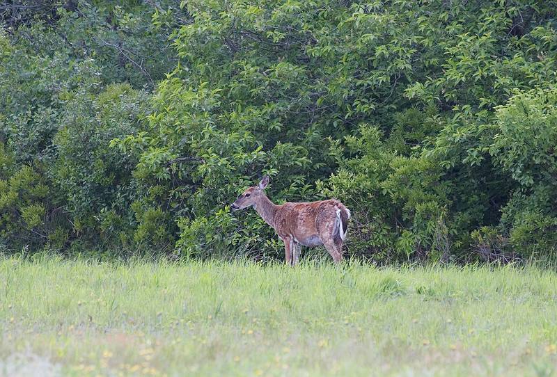 June 1, 2009 - Parker River National Wildlife Refuge, Plum Island, Massachusetts.<br />Deer.