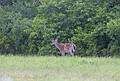 June 1, 2009 - Parker River National Wildlife Refuge, Plum Island, Massachusetts.<br />Deer.