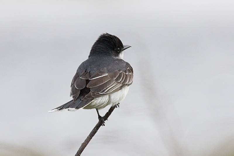 June 1, 2009 - Parker River National Wildlife Refuge, Plum Island, Massachusetts.<br />Eastern kingbird.