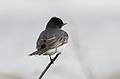 June 1, 2009 - Parker River National Wildlife Refuge, Plum Island, Massachusetts.<br />Junco.