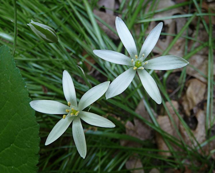 June 6, 2009 - Merrimac, Massachusetts.<br />Flowers in the garden.