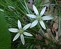 June 6, 2009 - Merrimac, Massachusetts.<br />Flowers in the garden.