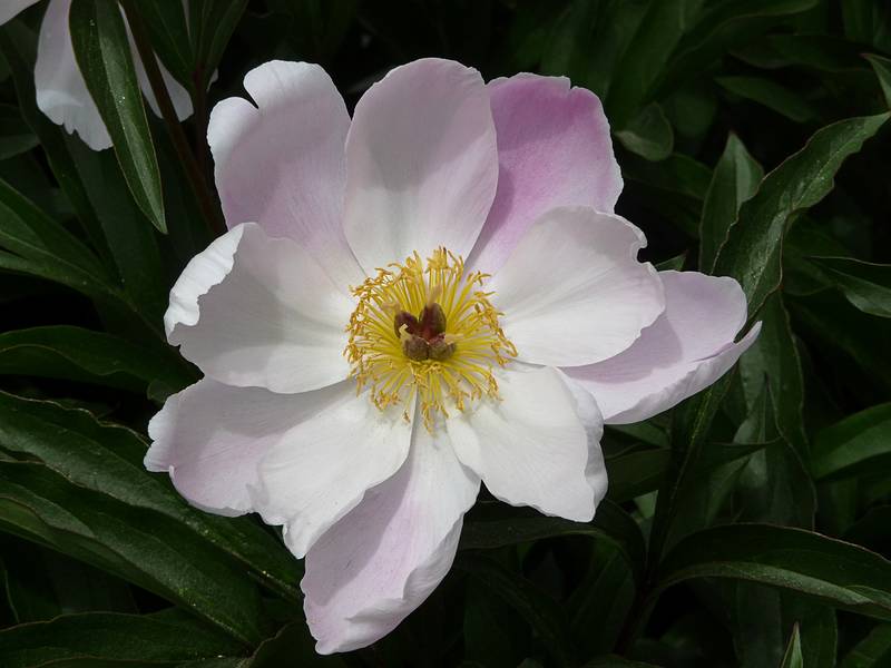 June 7, 2009 - Portsmouth, New Hampshire.<br />John Paul Jones house garden.