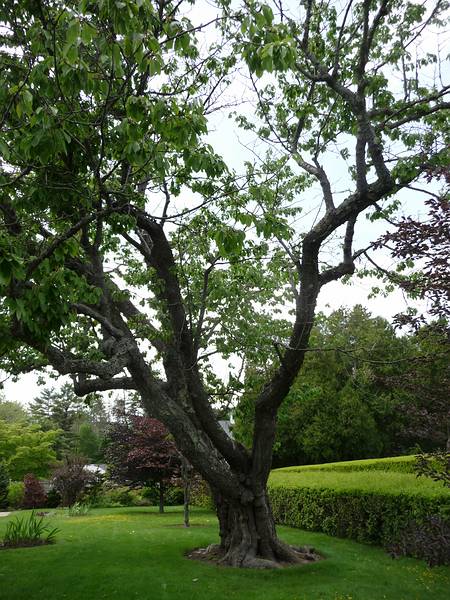 June 7, 2009 - Fuller Gardens, North Hampton, New Hampshire.