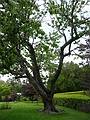 June 7, 2009 - Fuller Gardens, North Hampton, New Hampshire.