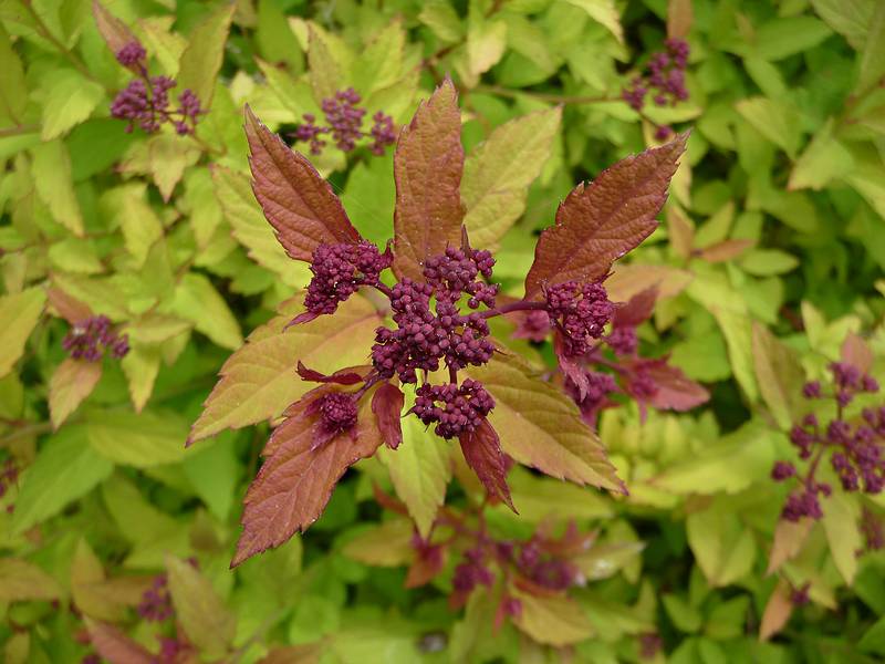 June 7, 2009 - Fuller Gardens, North Hampton, New Hampshire.