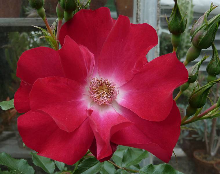 June 7, 2009 - Fuller Gardens, North Hampton, New Hampshire.