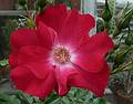 June 7, 2009 - Fuller Gardens, North Hampton, New Hampshire.