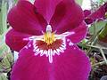June 7, 2009 - Fuller Gardens, North Hampton, New Hampshire.