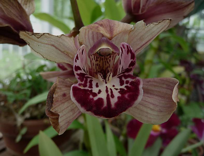 June 7, 2009 - Fuller Gardens, North Hampton, New Hampshire.