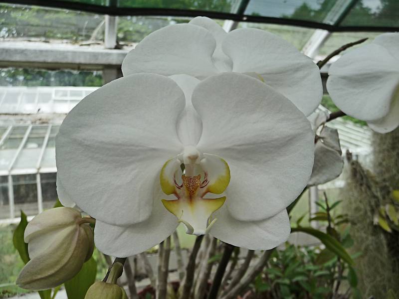 June 7, 2009 - Fuller Gardens, North Hampton, New Hampshire.