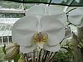 June 7, 2009 - Fuller Gardens, North Hampton, New Hampshire.