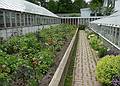 June 7, 2009 - Fuller Gardens, North Hampton, New Hampshire.
