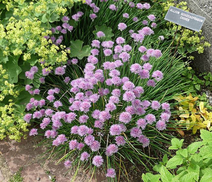 June 7, 2009 - Fuller Gardens, North Hampton, New Hampshire.