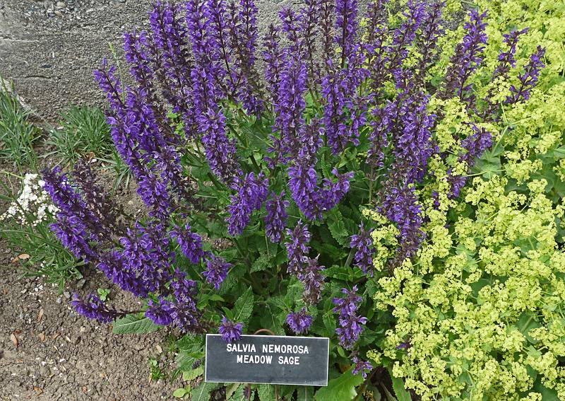 June 7, 2009 - Fuller Gardens, North Hampton, New Hampshire.