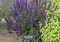 June 7, 2009 - Fuller Gardens, North Hampton, New Hampshire.
