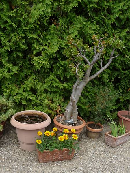 June 7, 2009 - Fuller Gardens, North Hampton, New Hampshire.