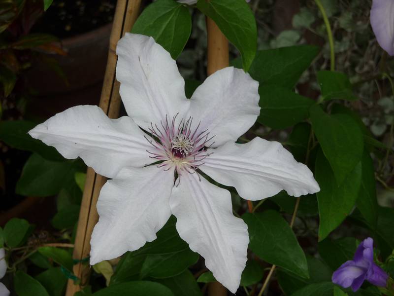 June 7, 2009 - Fuller Gardens, North Hampton, New Hampshire.