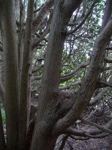 June 7, 2009 - Fuller Gardens, North Hampton, New Hampshire.