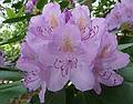 June 7, 2009 - Fuller Gardens, North Hampton, New Hampshire.