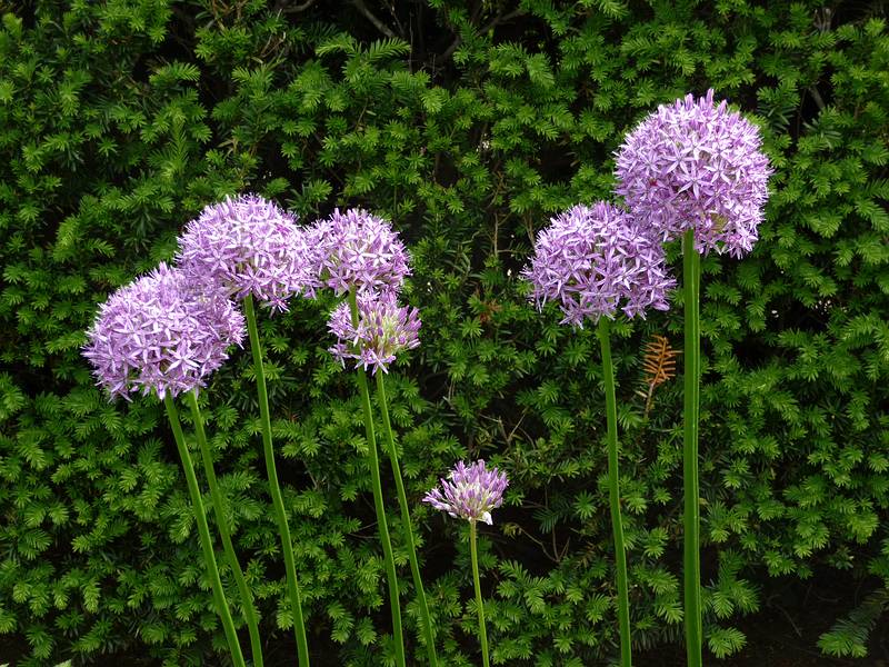June 7, 2009 - Fuller Gardens, North Hampton, New Hampshire.