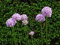 June 7, 2009 - Fuller Gardens, North Hampton, New Hampshire.