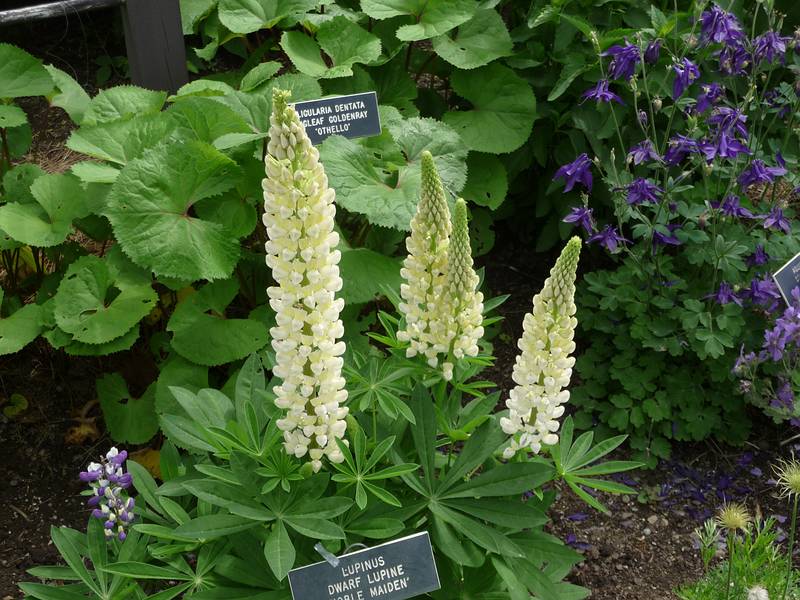 June 7, 2009 - Fuller Gardens, North Hampton, New Hampshire.