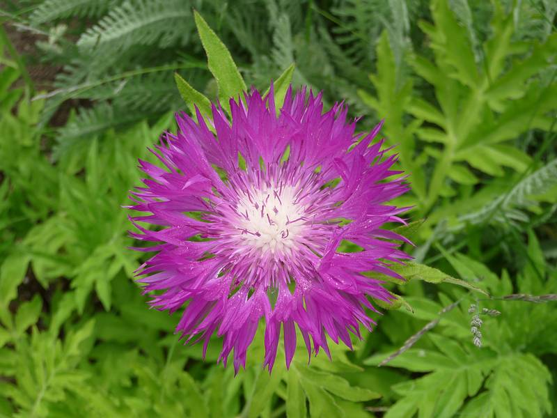 June 7, 2009 - Fuller Gardens, North Hampton, New Hampshire.