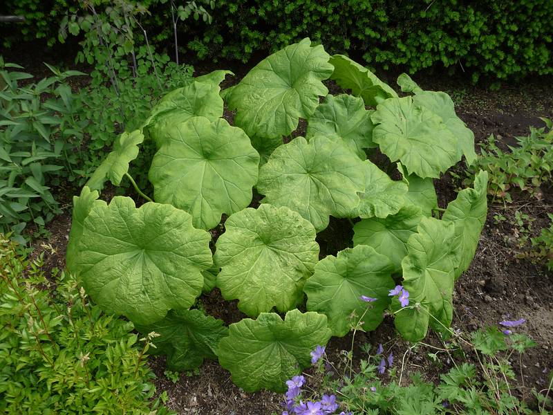 June 7, 2009 - Fuller Gardens, North Hampton, New Hampshire.