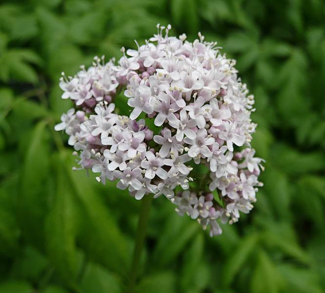 June 7, 2009 - Fuller Gardens, North Hampton, New Hampshire.