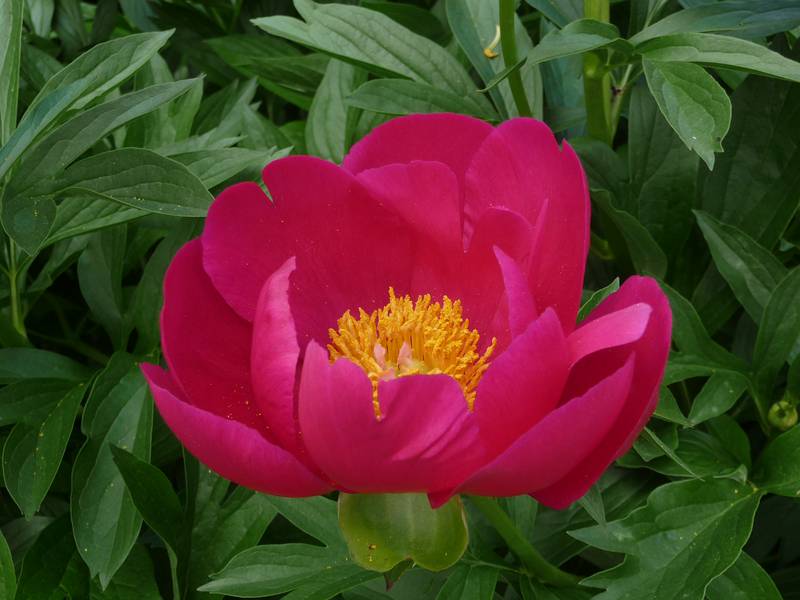 June 7, 2009 - Fuller Gardens, North Hampton, New Hampshire.