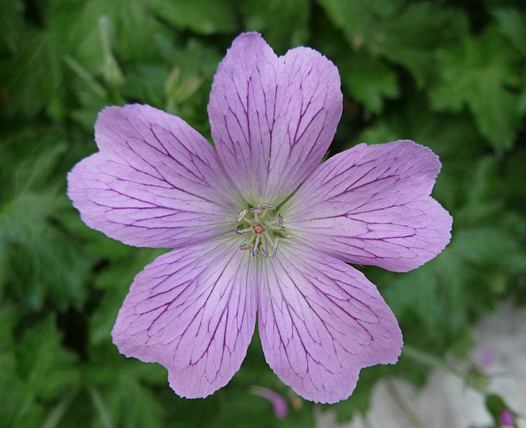 June 7, 2009 - Fuller Gardens, North Hampton, New Hampshire.