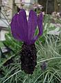 June 7, 2009 - Fuller Gardens, North Hampton, New Hampshire.