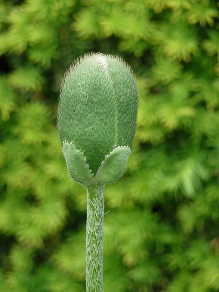 June 7, 2009 - Fuller Gardens, North Hampton, New Hampshire.