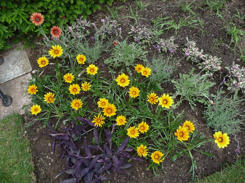 June 7, 2009 - Fuller Gardens, North Hampton, New Hampshire.