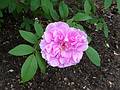 June 7, 2009 - Fuller Gardens, North Hampton, New Hampshire.
