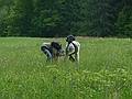 June 8, 2009 - Woodstock, Vermont.<br />Joyce and Baiba picking wild strawberries (they tasted good!).